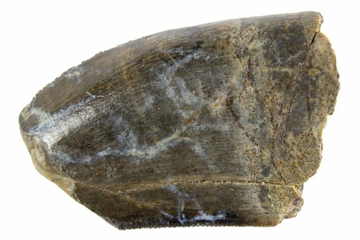 Partial Fossil Tyrannosaur Tooth - Judith River Formation #302549